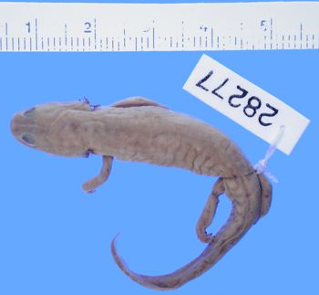 Media type: image; Herpetology A-28277